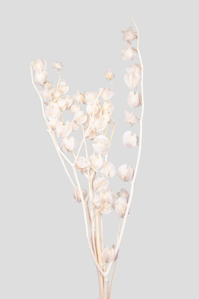 Physalis | White