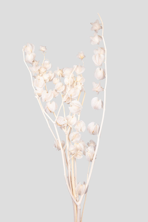 Physalis | White