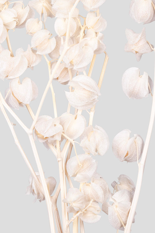 Physalis | White