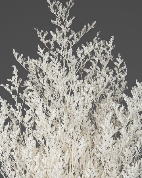 Limonium |  White