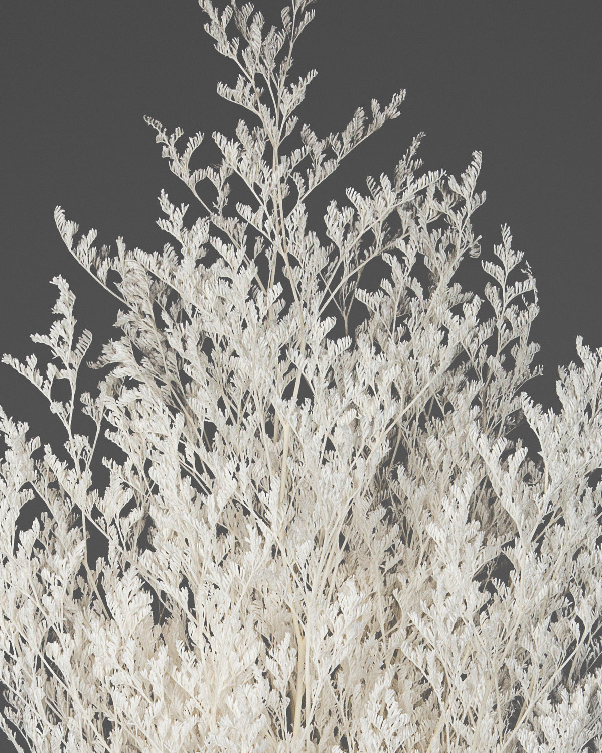 Limonium |  White