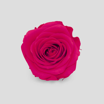 Rosa Magenta | Collection Box da 10
