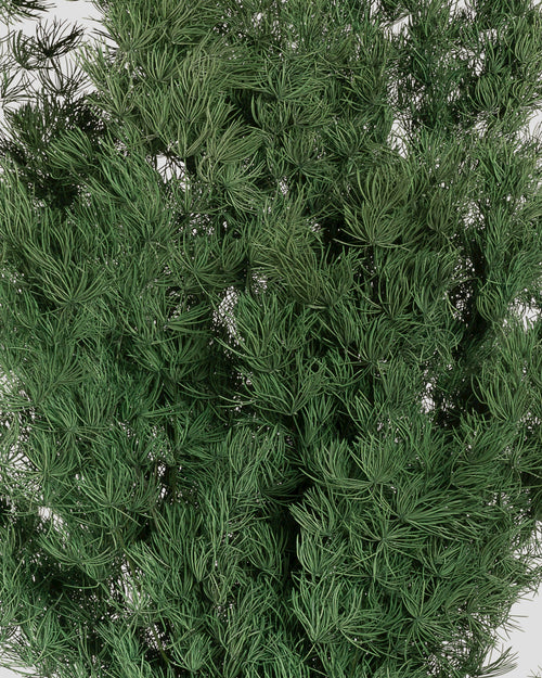 Ming Fern | Green