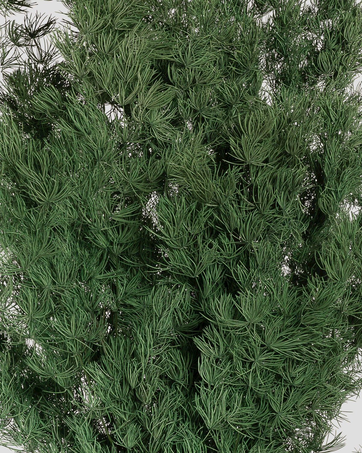 Ming Fern | Green