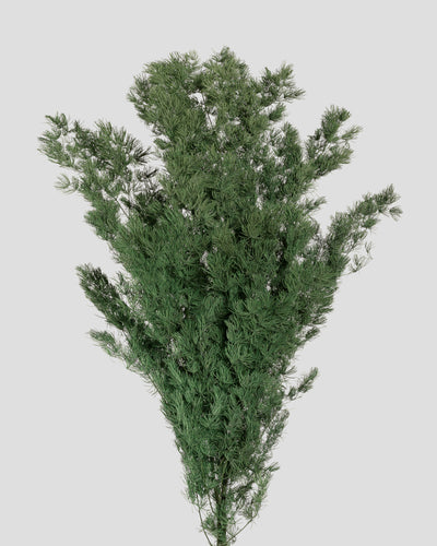 Ming Fern | Green