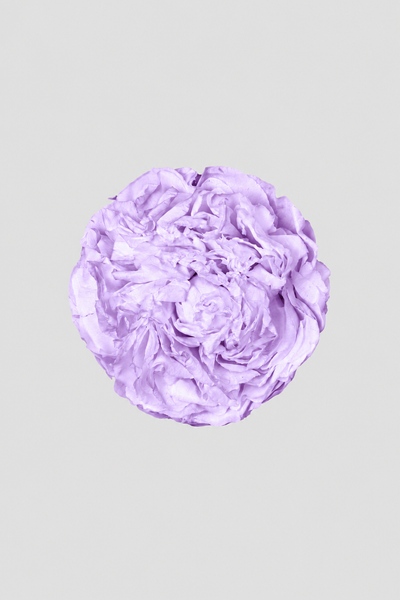 Peonia Lilac