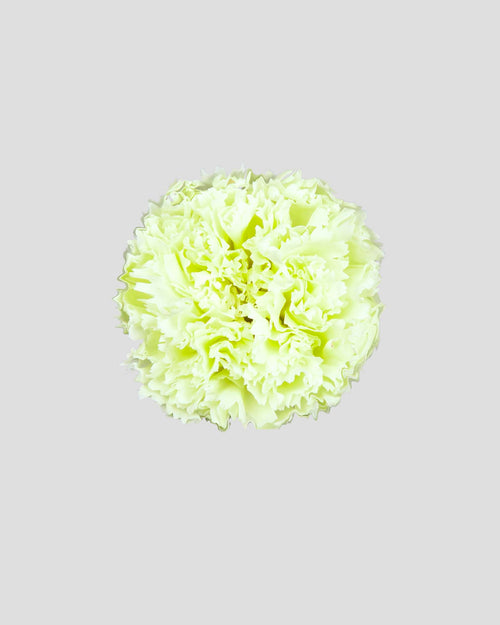 Garofano- 8 fiori | Lime