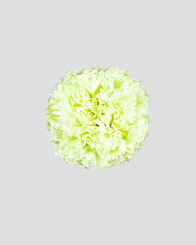 Garofano- 8 fiori | Lime