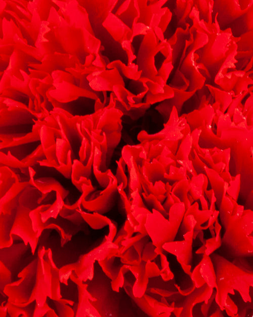 Garofano- 8 fiori | Red