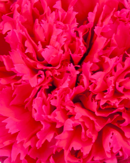 Garofano - 8 fiori | Magenta