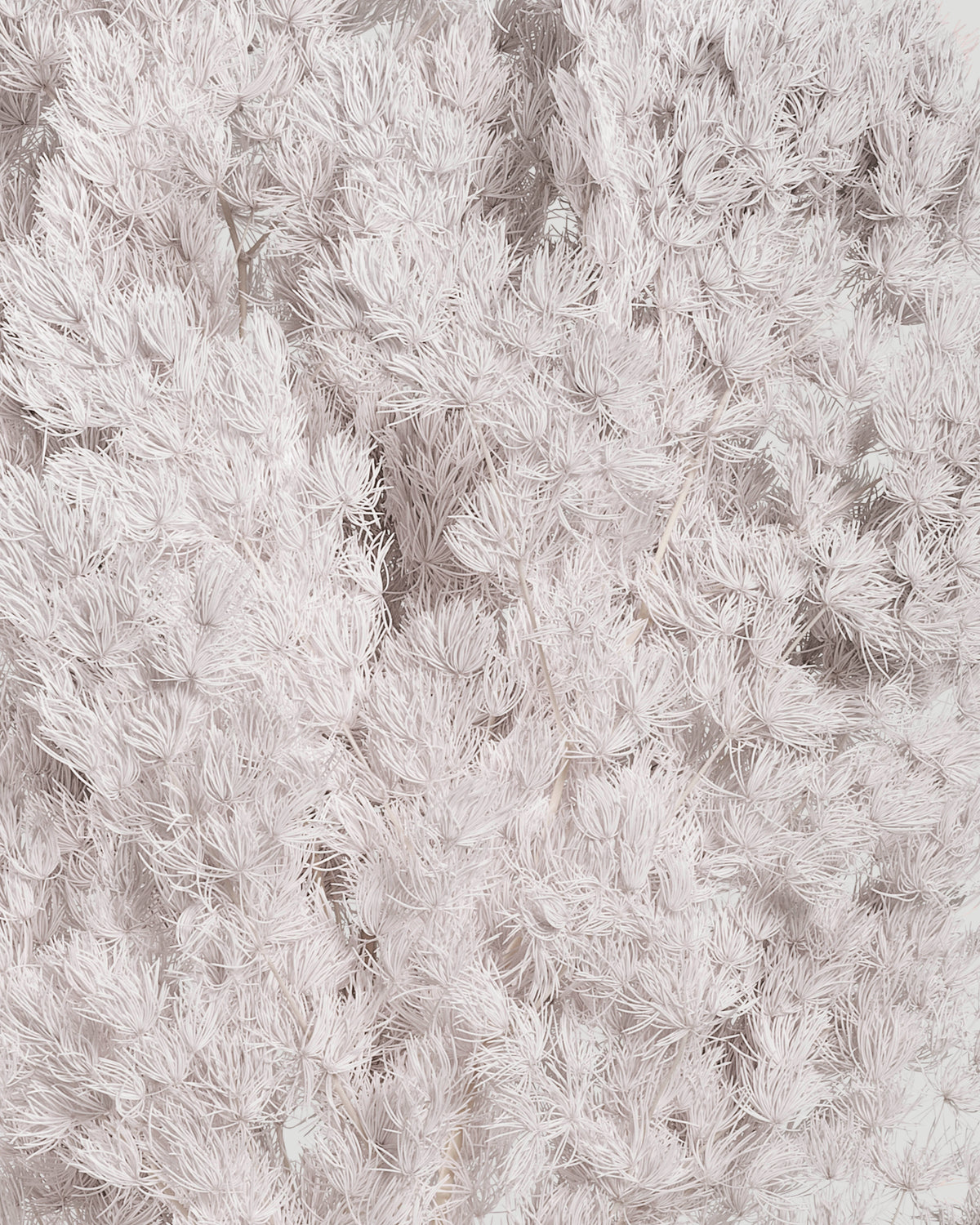 Ming Fern | White