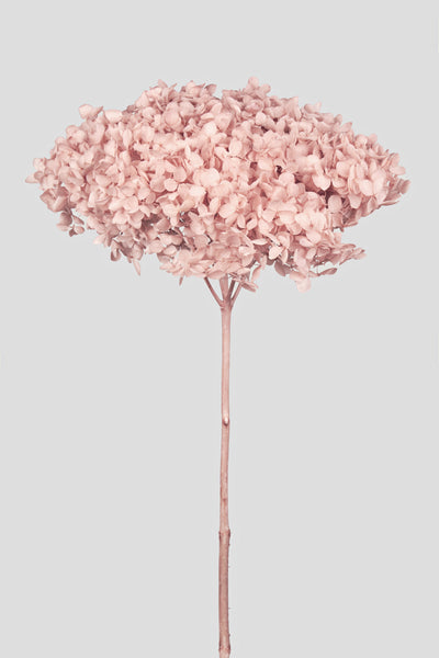 Ortensia Annabelle | Sakura