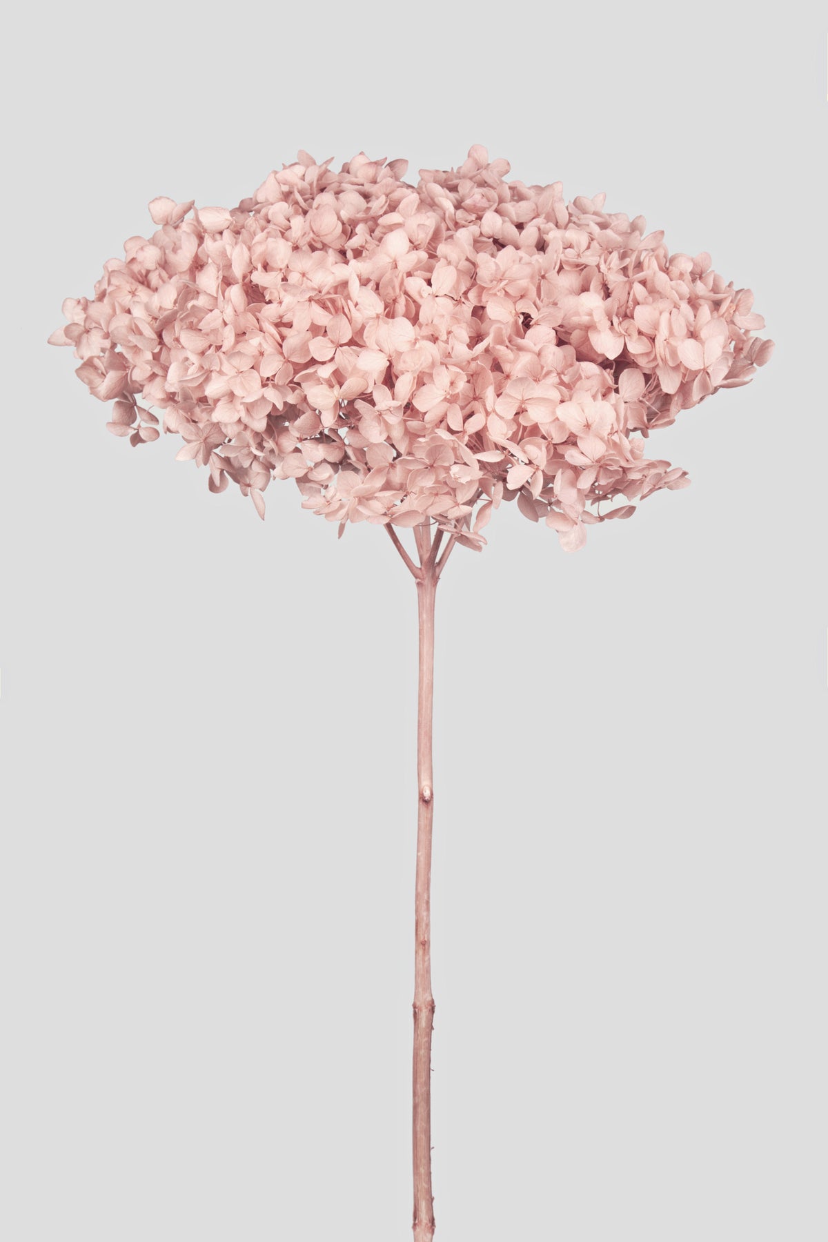 Ortensia Annabelle | Sakura