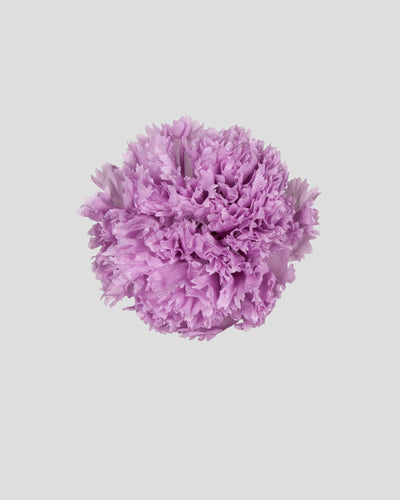 Garofano- 8 fiori | Violet