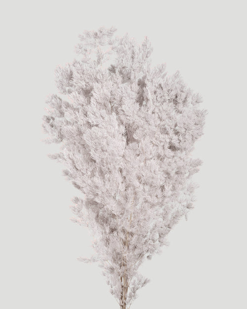 Ming Fern | White
