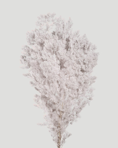 Ming Fern | White