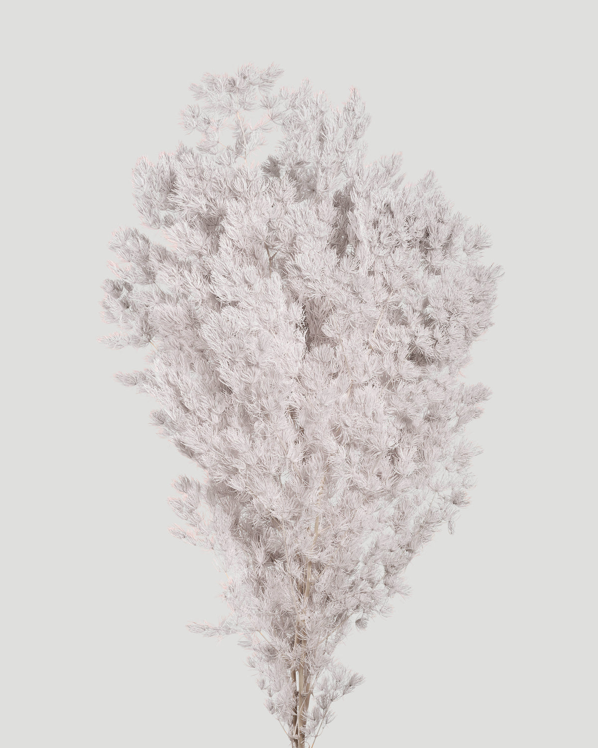 Ming Fern | White