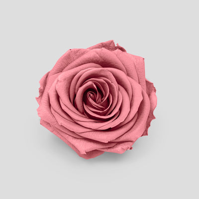 Rosa Mauve | Collection Box da 10