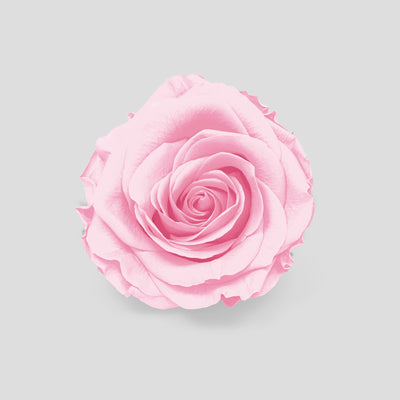 Rosa Cloudy Pink | Collection Box da 10