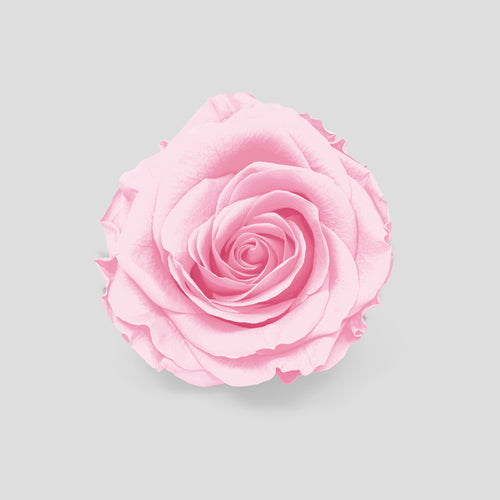 Rosa Cloudy Pink | Collection Box da 10