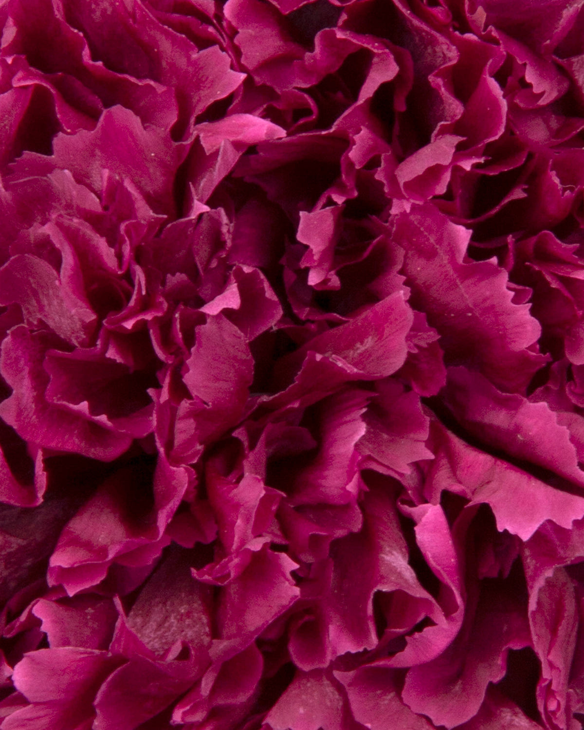 Garofano- 8 fiori | Rose Wine