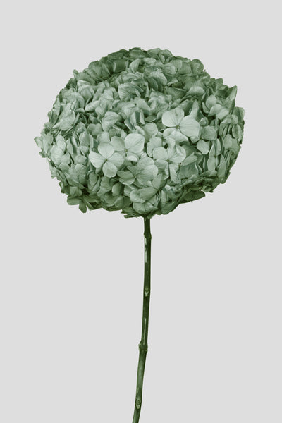 Ortensia Big Leaf | Sage Green