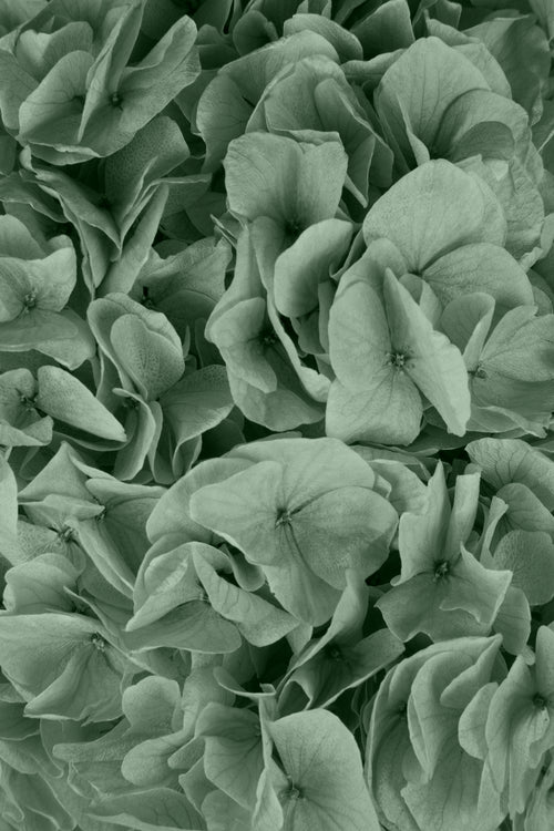 Big Leaf Hydrangea