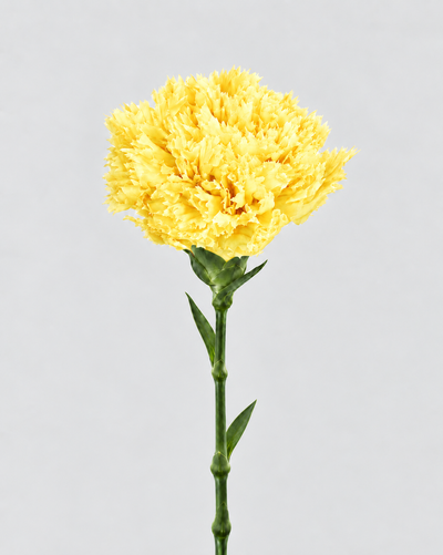 Garofano- 8 fiori | Yellow