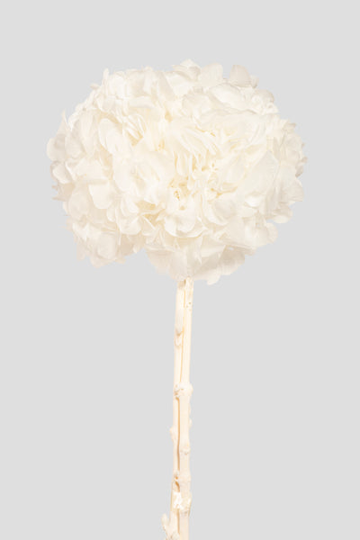 Ortensia Big Leaf | White