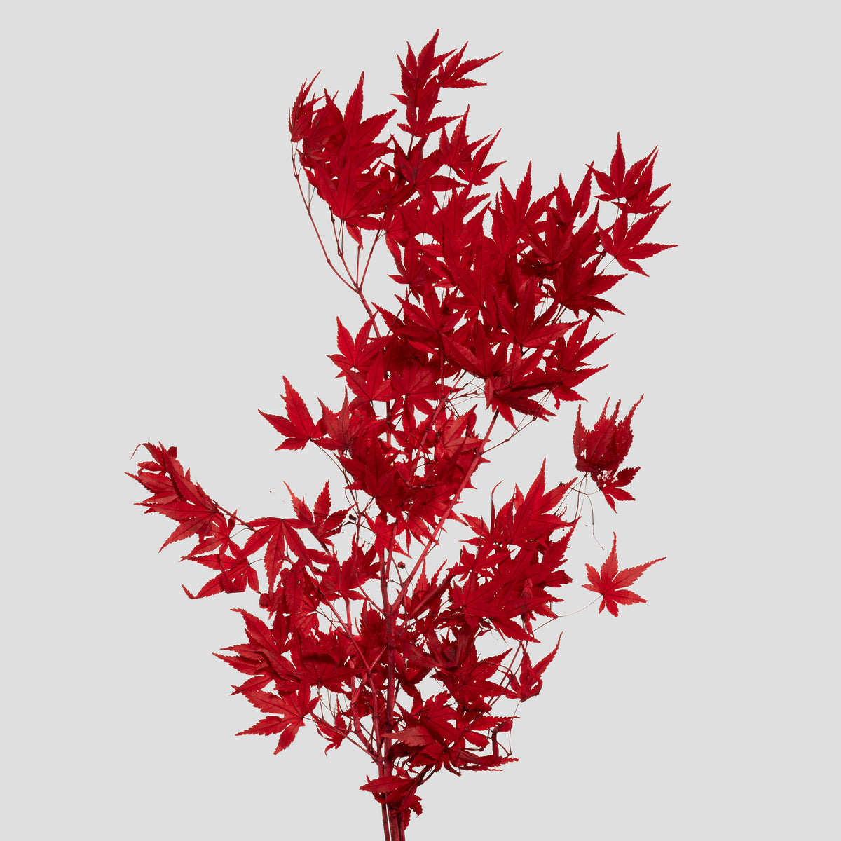 Acero Giapponese | Red