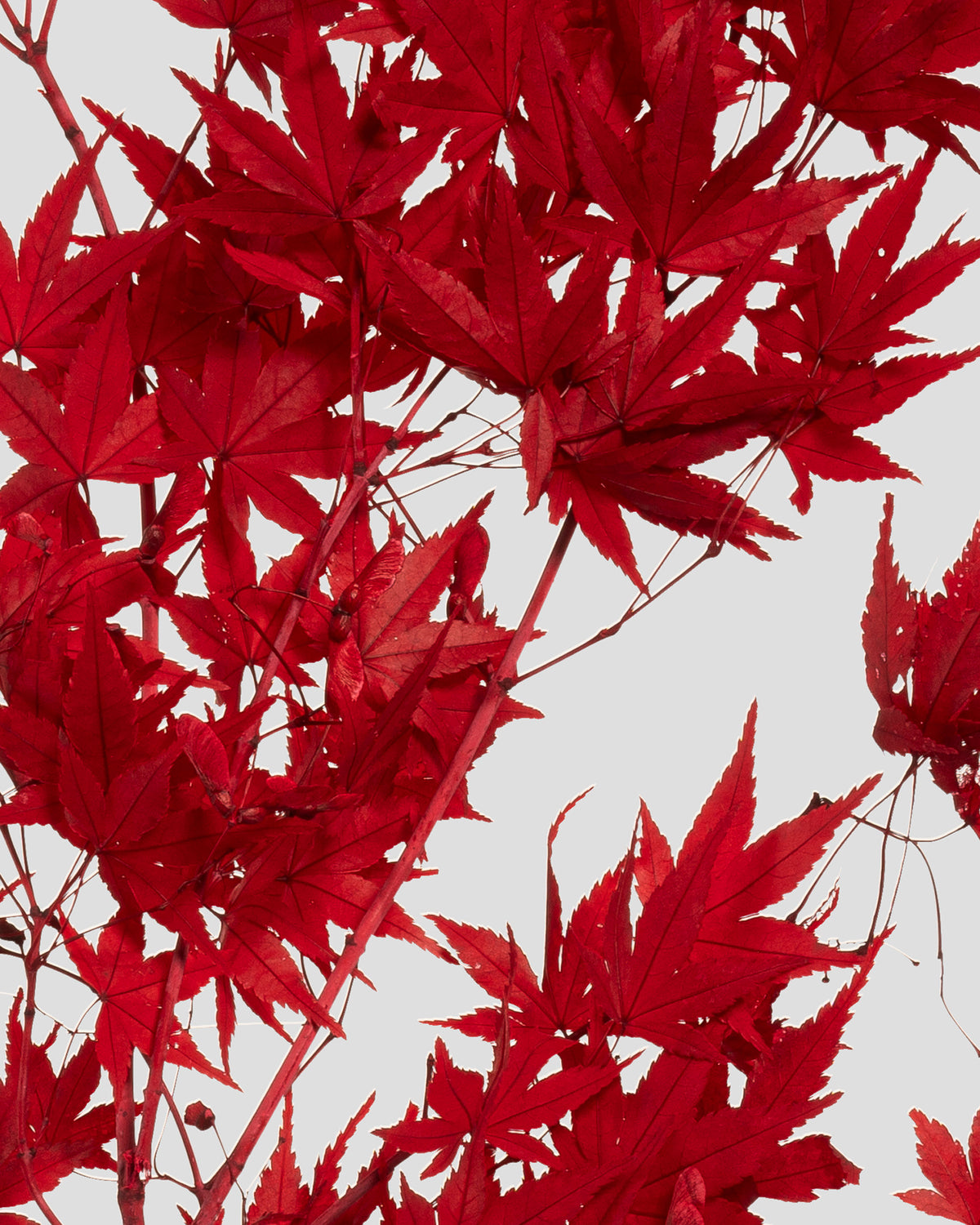 Acero Giapponese | Red