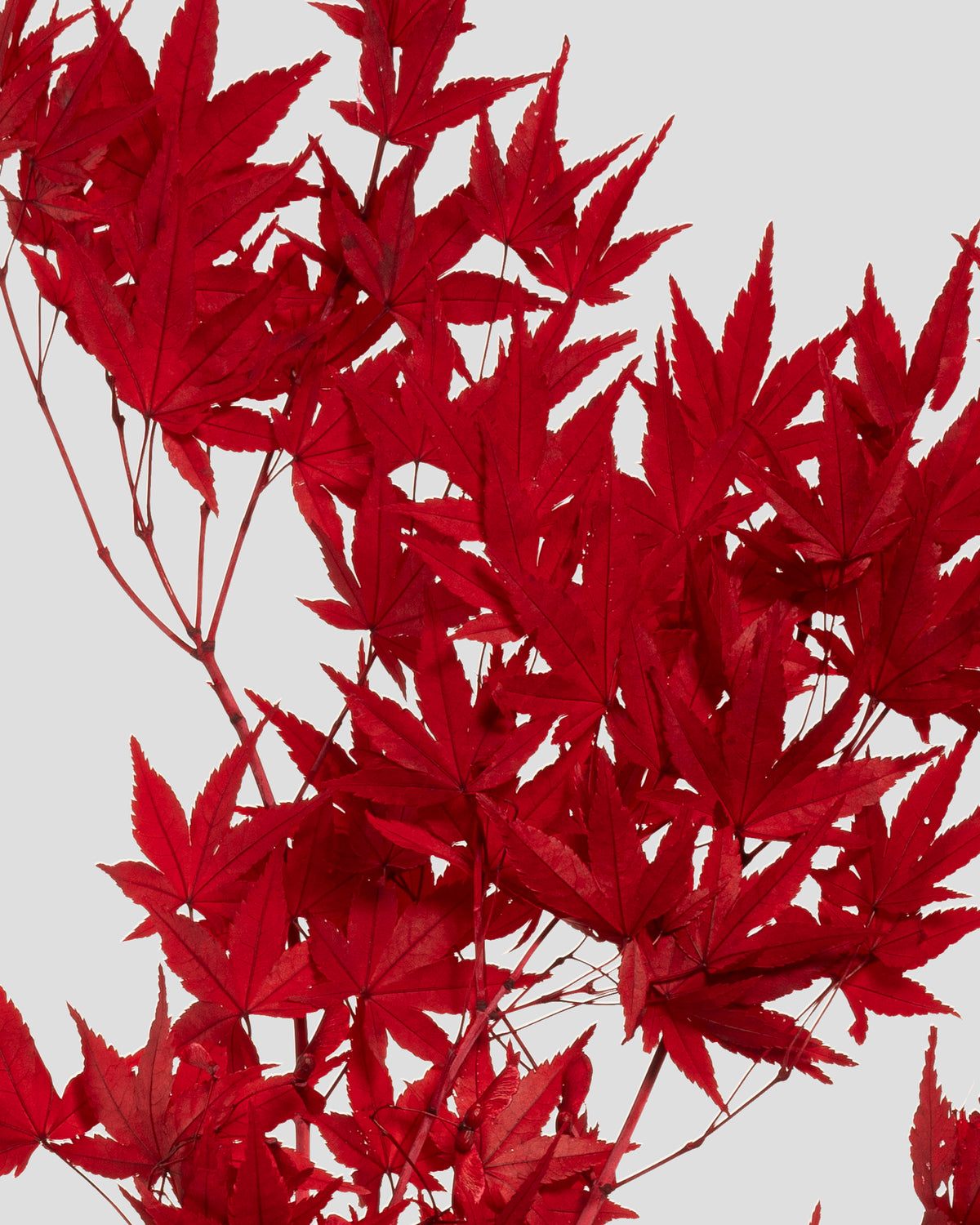 Acero Giapponese | Red