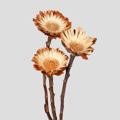 Girasole Sudafricano | 3 pz.