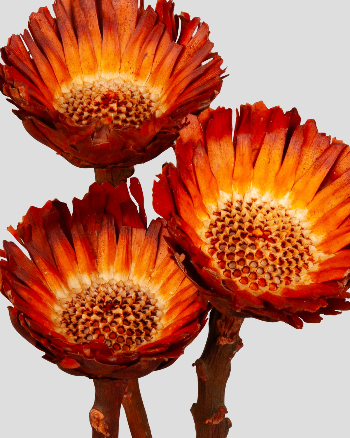 Protea Compacta - 3 pz. | Natural