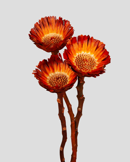 Protea Compacta - 3 pz. | Orange