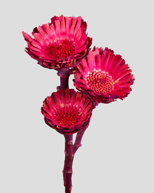 Protea Compacta - 3 pz. | Magenta