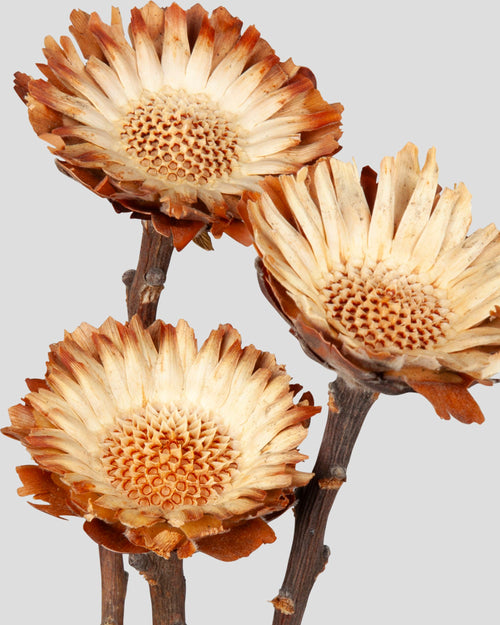 Girasole Sudafricano | 3 pz.