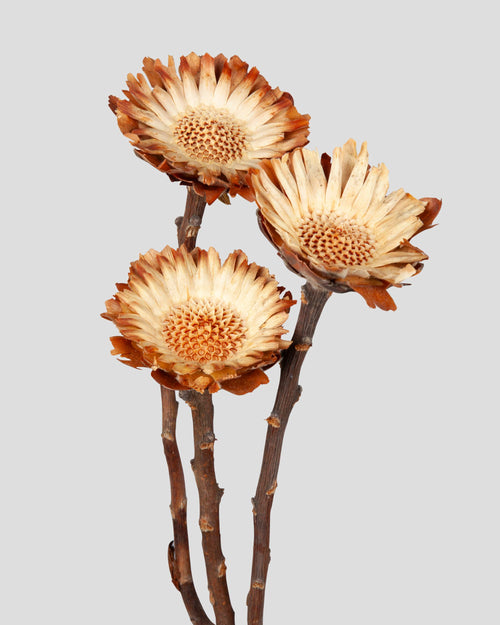 Girasole Sudafricano | 3 pz.