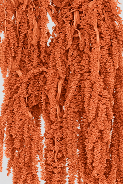 Amaranto | Rusty Orange