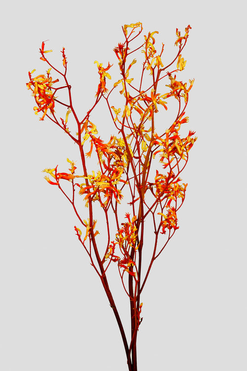 Anigozanthos | Orange