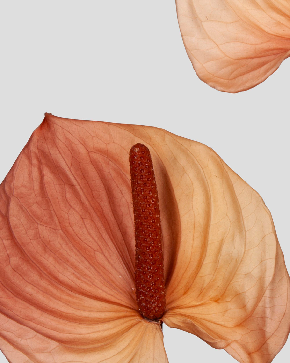 Anthurium 4 pz.