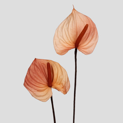 Anthurium 4 pz.