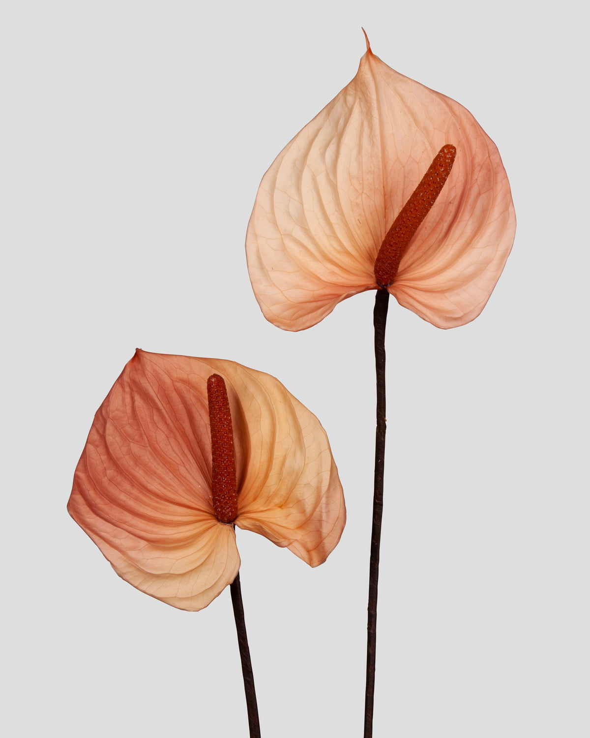 Anthurium 4 pz.