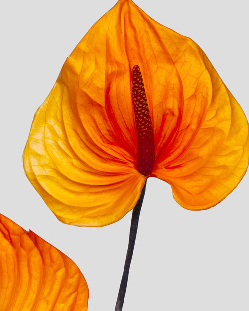 Anthurium 4 pz.