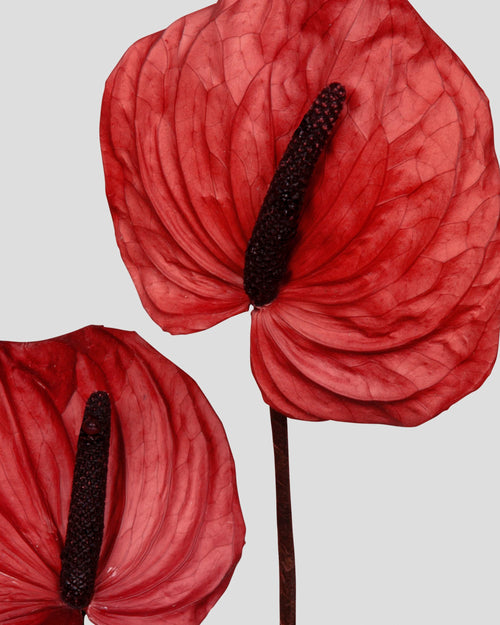 Anthurium 4 pz.