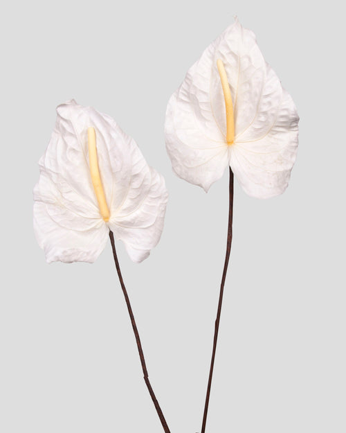 Anthurium 4 pz.