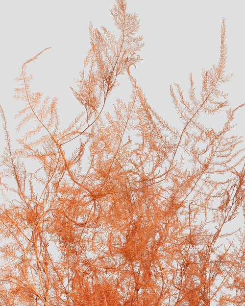 Asparagus | Orange