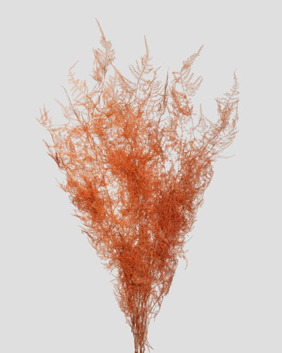 Asparagus | Orange