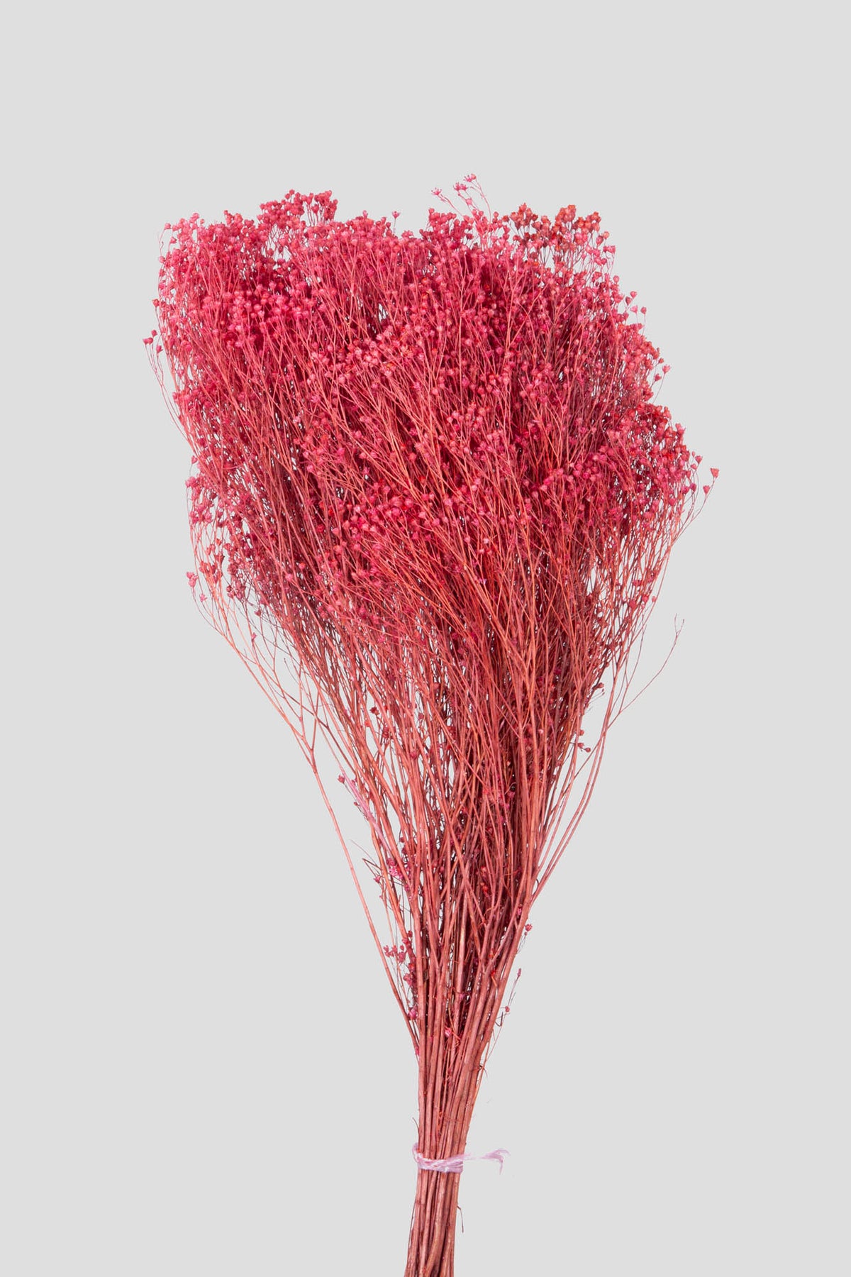 Broom Bloom