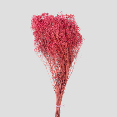 Broom Bloom
